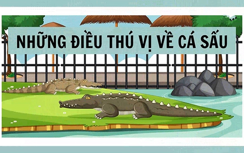 Những điều thú vị về loài cá sấu