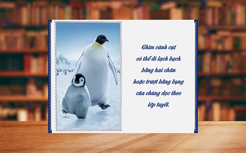 Những điều thú vị về chim cánh cụt