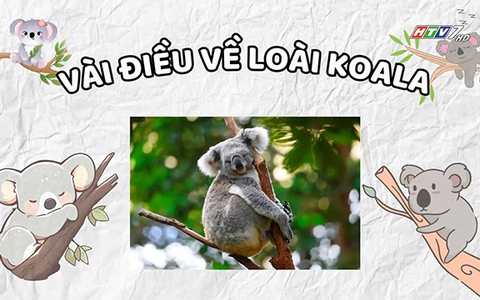 Vài điều thú vị về gấu Koala