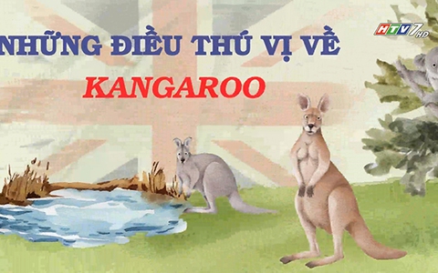 Những điều thú vị về kangaroo