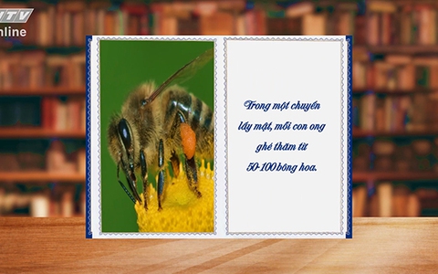 Những điều thú vị về loài ong