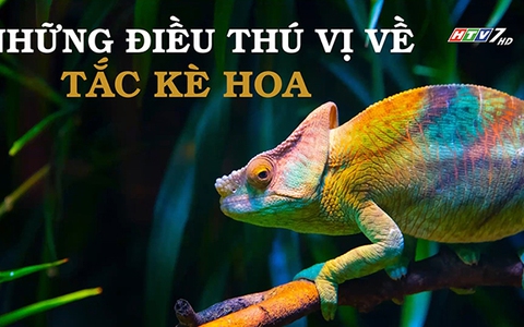 Những điều thú vị về tắc kè hoa