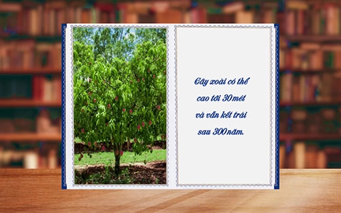 Những điều thú vị về xoài