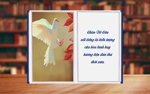 Những điều thú vị về chim bồ câu