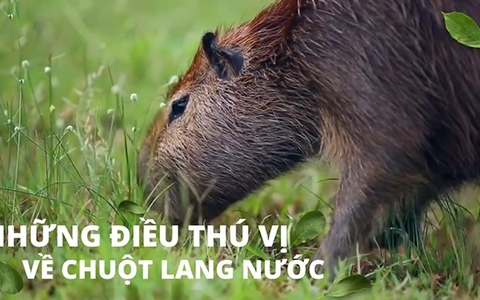 Những điều thú vị về chuột lang nước