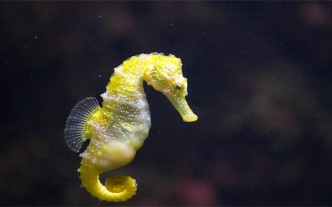 Những điều thú vị về cá ngựa