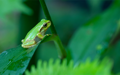 Những điều thú vị về loài ếch