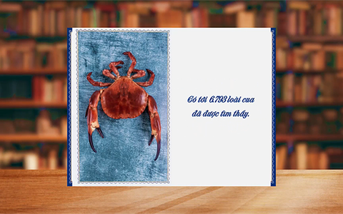 Những điều thú vị về loài cua