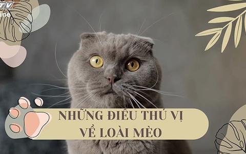Những điều thú vị về loài mèo