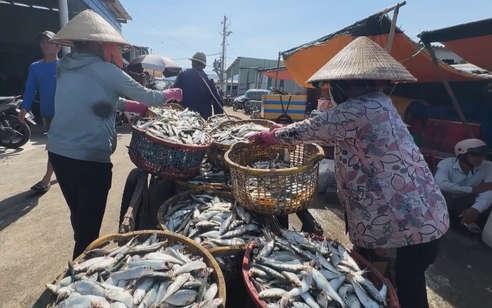 Ngư dân Long Hải rộn ràng mùa khai thác cá trích
