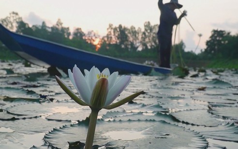 Người dân miền Tây thu nhập ổn định nhờ bông súng mùa nước nổi