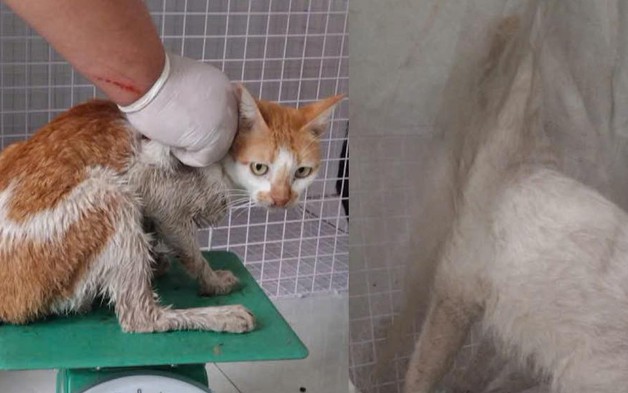 Công an TP.HCM tìm chủ nhân của 32 chó, mèo vừa được giải cứu