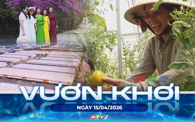 Vươn khơi - Ngày 15/4/2026 |Hiệu quả kinh tế từ mô hình trồng cà chua trong nhà màng