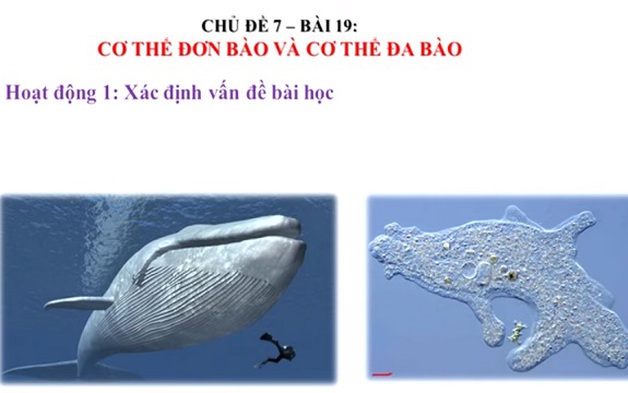 KHTN lớp 6 - Bài 21: Cơ thể đơn bào và cơ thể đa bào