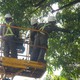Hà Nội bắt đầu cắt tỉa cây hoa sữa