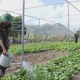 Những "lão nông" mặc áo lính dưới chân núi Minh Đạm