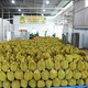 Nông sản Việt chinh phục Trung Quốc bằng chất lượng và sự an toàn
