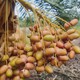 Chàng kỹ sư IT Singapore về miền Tây khởi nghiệp chà là