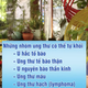 HTV Chiến thắng ung thư: Thực dưỡng - ung thư có tự khỏi?