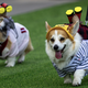 Sôi động cuộc thi đua Corgi quốc tế - Nơi những đôi chân ngắn tỏa sáng