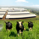 Những điểm nhấn làm nên chất lượng hàng đầu của sữa tươi sạch TH true MILK