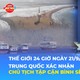 Trung Quốc xác nhận Chủ tịch Tập Cận Bình sẽ đến thăm Mỹ | Tin Thế giới 24 Giờ ngày 21/9/2026