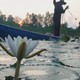 Người dân miền Tây thu nhập ổn định nhờ bông súng mùa nước nổi